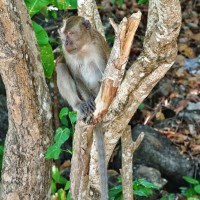 Monkey @ Monkey beach, Koh Phi Phi