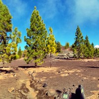 Corona forestal del Teide