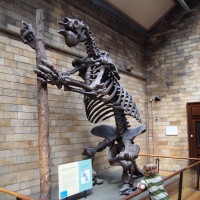 Top 5 muzee de văzut în Londra - 5. Natural History Museum