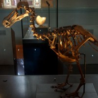 Top 5 muzee de văzut în Londra - 5. Natural History Museum