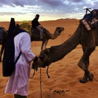 camile desert Maroc