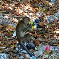 Garbage @ Monkey Beach, Koh Phi Phi