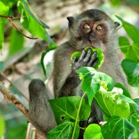 Monkey @ Monkey beach, Koh Phi Phi