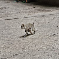 Monkey @ Batu Caves