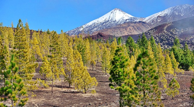 Corona forestal del Teide